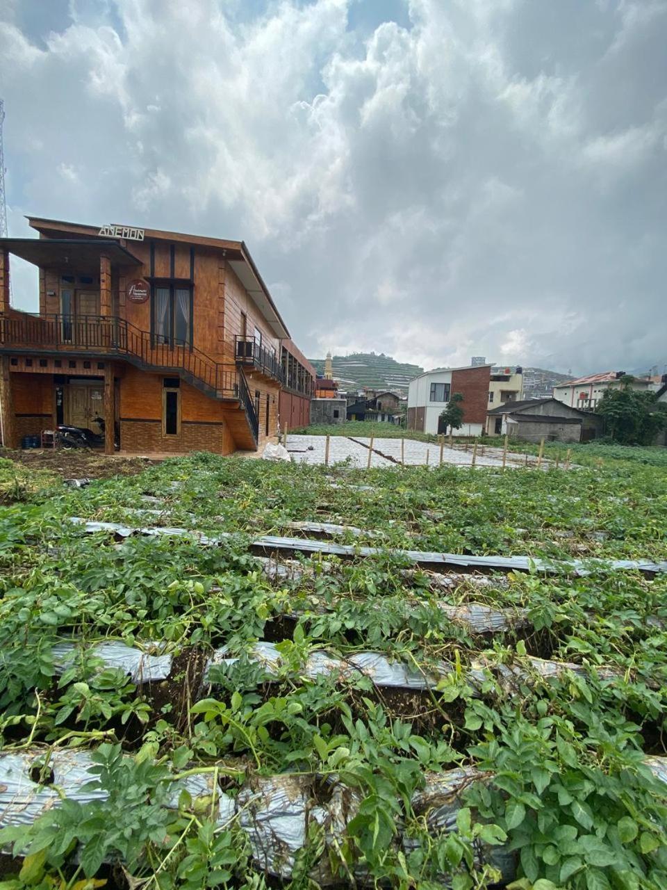 Anemon Dieng Exterior foto